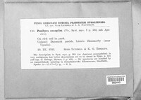 Image of Psathyra conopilea